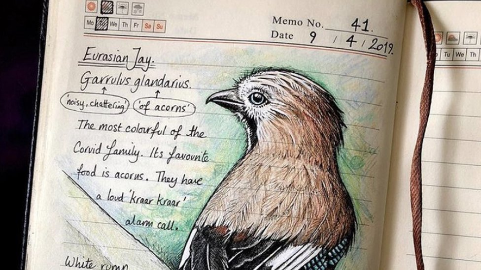 This artist's wildlife journal is being shared all over social media