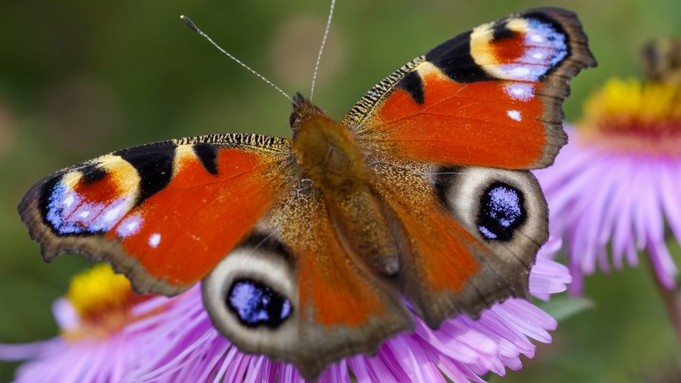 how-do-you-take-a-butterfly-s-temperature-cbbc-newsround