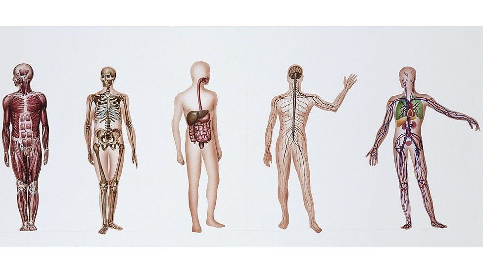 التبرع بالجثث والأعضاء البشرية للبحث العلمي هدف نبيل وانتهاكات كثيرة Bbc News عربي