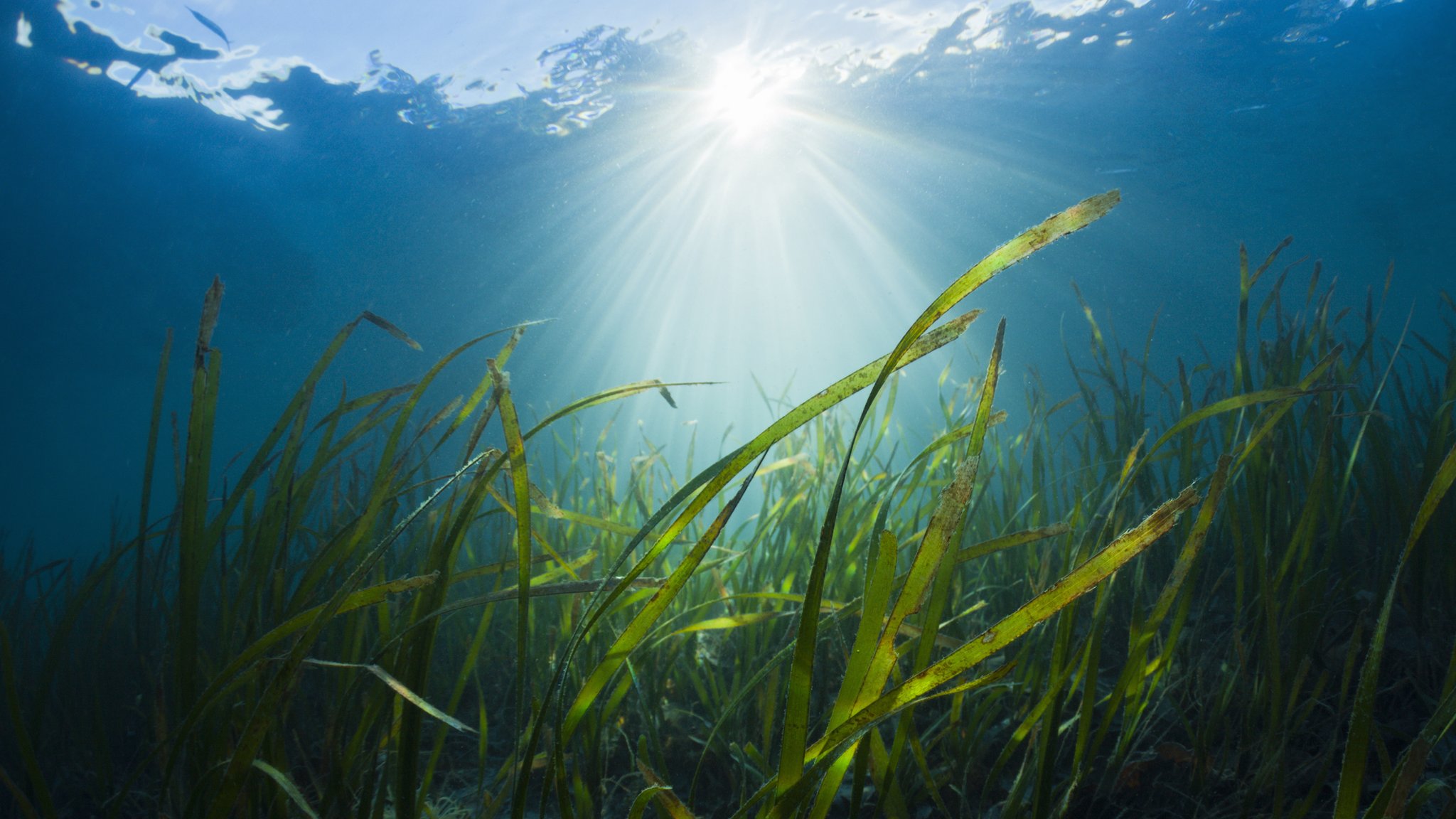 Underwater meadows planted to fight climate change