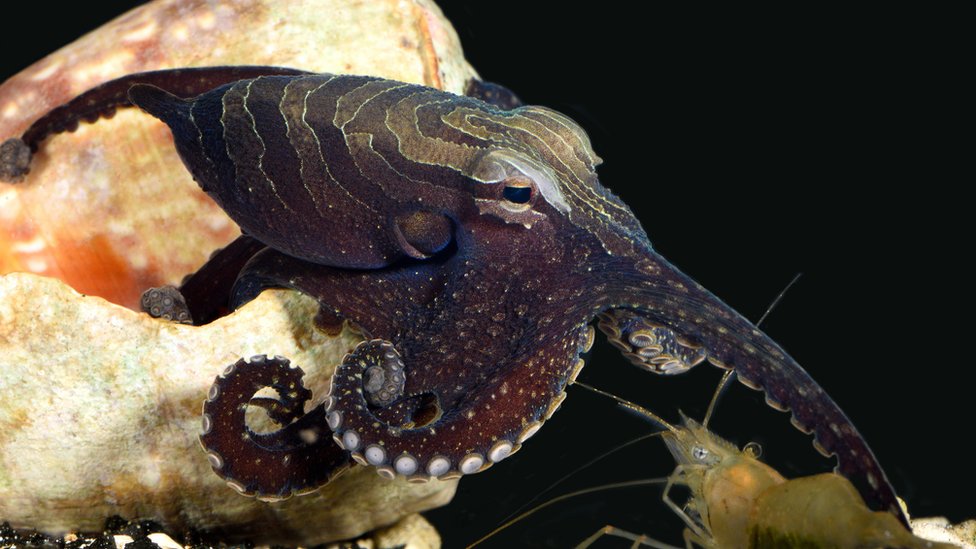 The octopus that takes its prey by surprise CBBC Newsround