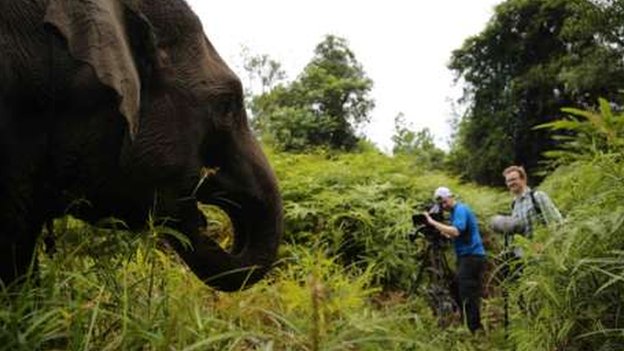 gajah