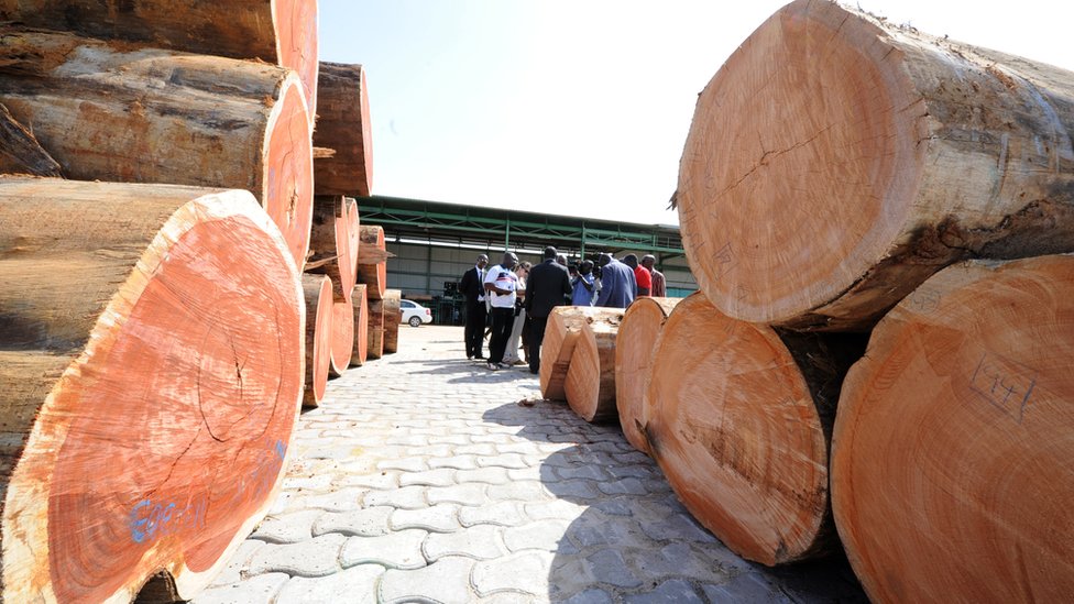 Gabon timber scandal: How 300 containers of kevazingo went missing