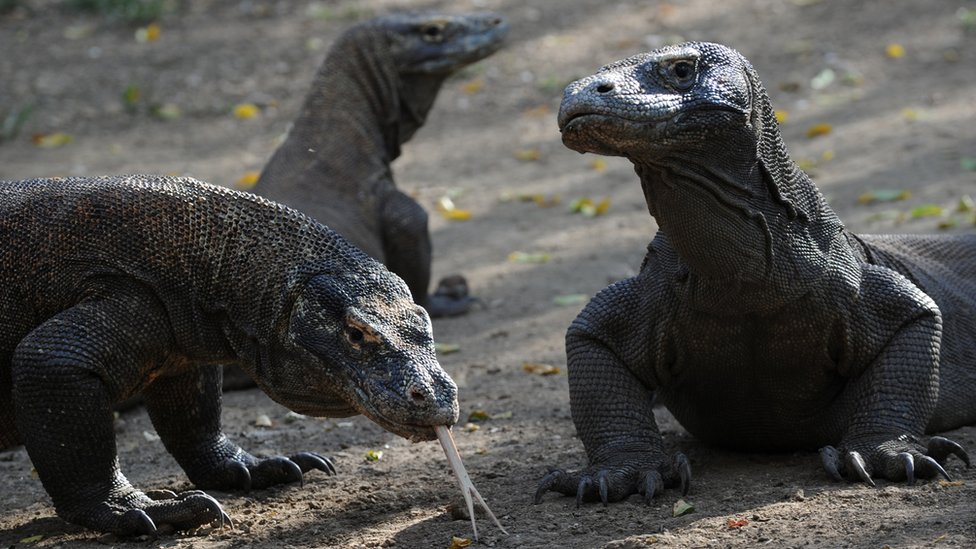 Dragones de Komodo
