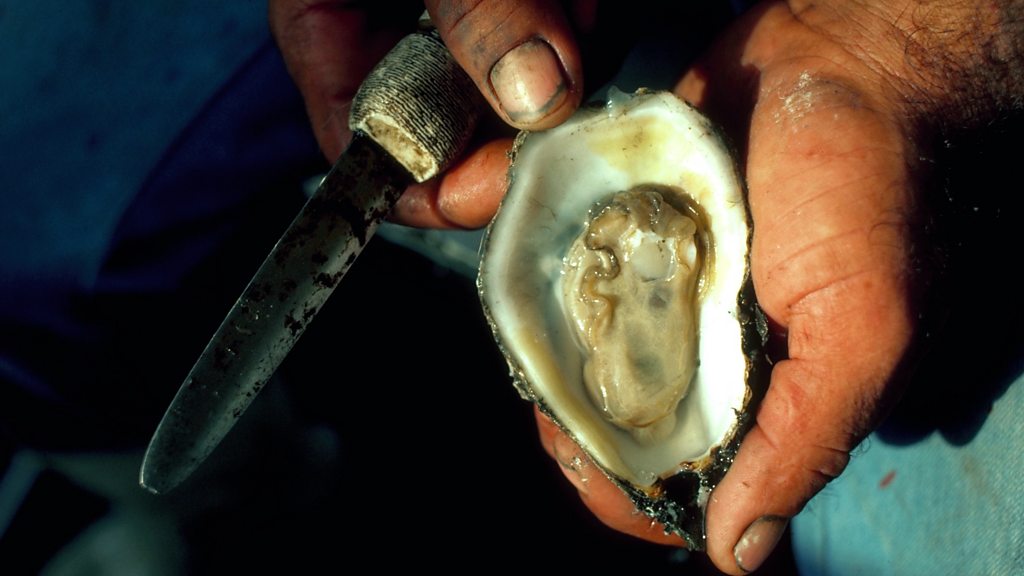 How eating oysters could help protect the coast