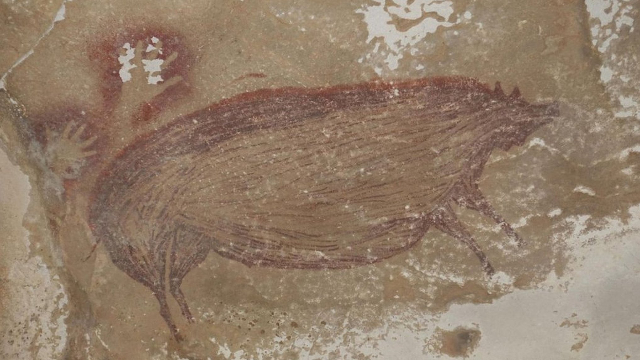 世界最古」4万5500年前のイノシシ壁画 インドネシアで発見 - BBCニュース