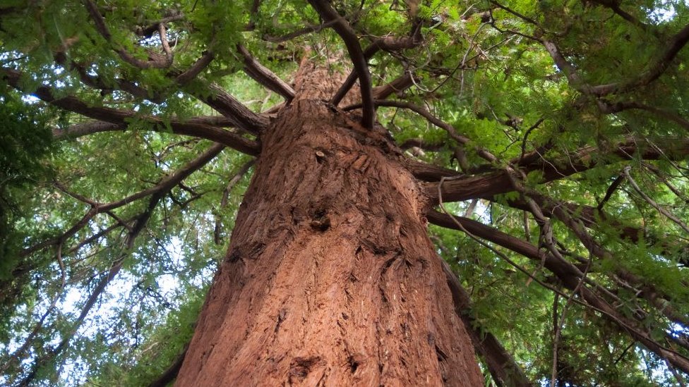 Where are the tallest trees in the world? CBBC Newsround