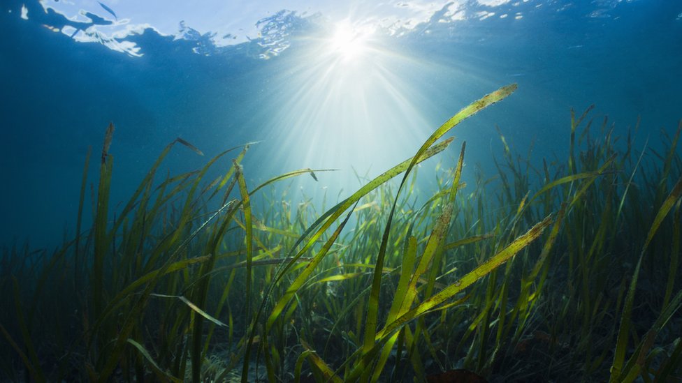 How is seagrass in Wales helping fight climate change? - BBC