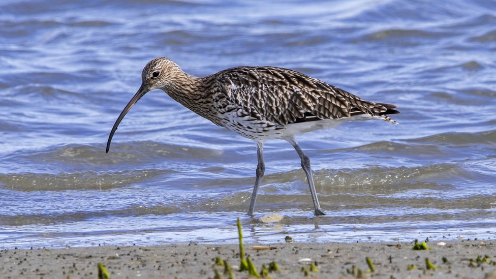 Website tracks released curlews after eggs rescue