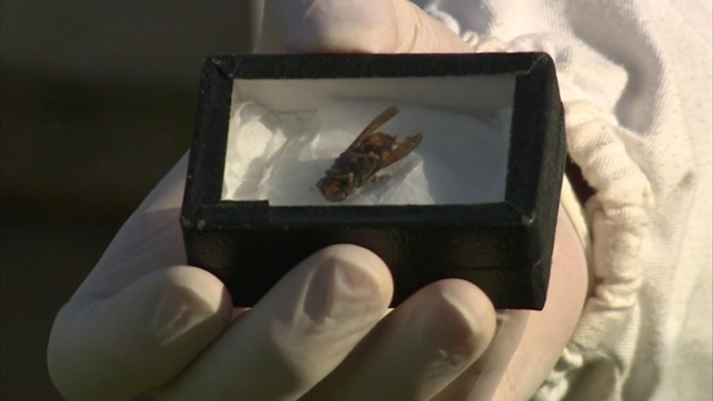 How to trap a hornet using a water bottle and a prawn