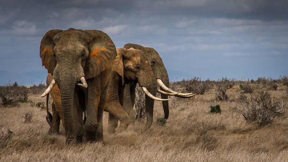 الفيلة في أفريقيا مهددة بالانقراض بسبب الصيد الجائر - BBC News عربي