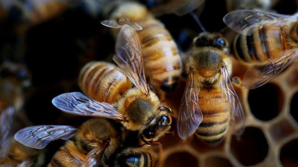 Los bomberos retiran tres colmenas de abejas en Fray Albino