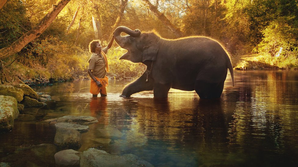 India's elephant story wins short documentary Oscar