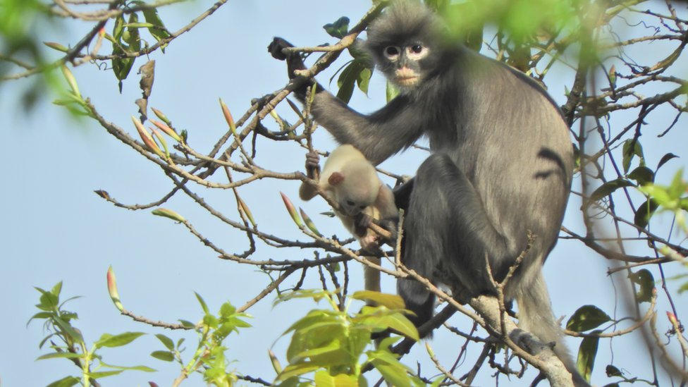 Natureza - Nova espécie de macaco 'loiro' é descoberta na África