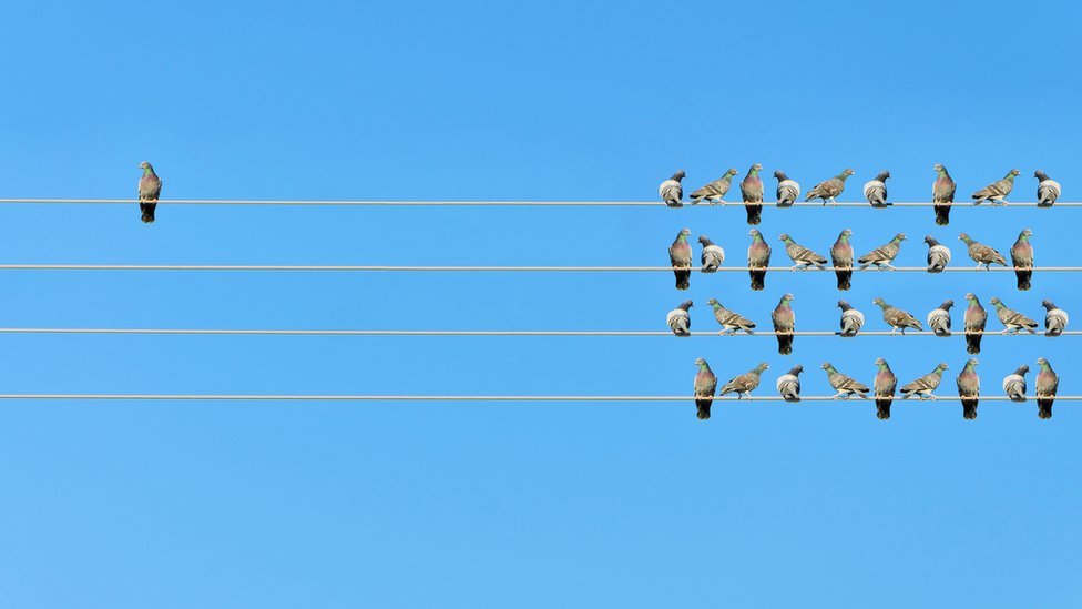 Palomas en cables con una separada.