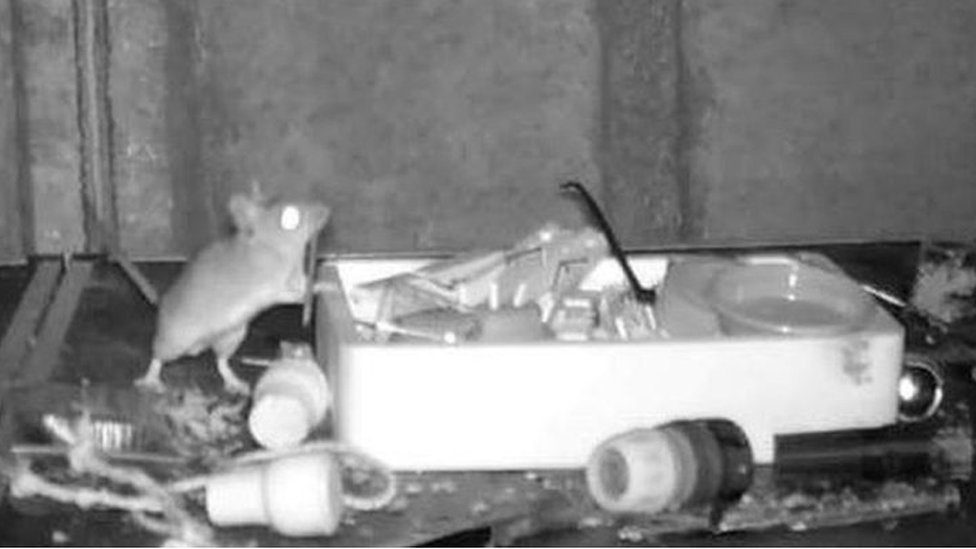 Mouse on mouse discount