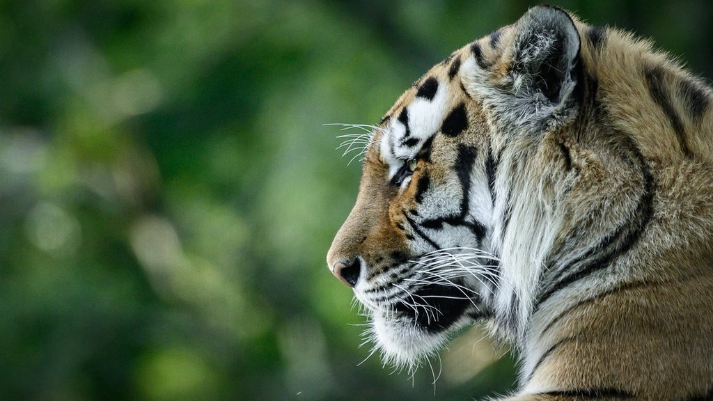 Hình ảnh về một trong 6 con hổ đen vô cùng hiếm trên thế giới
