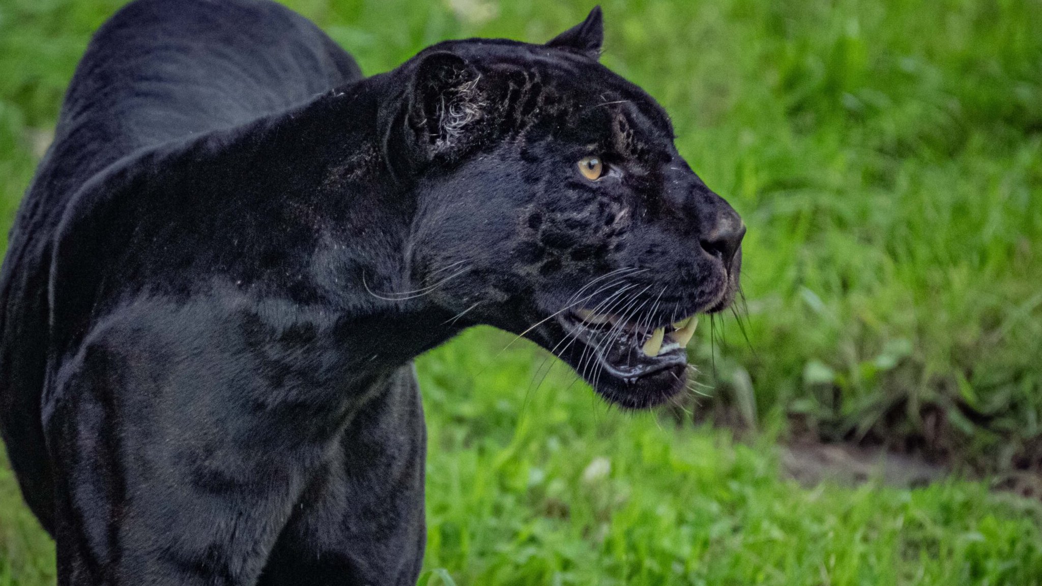 Black Panther Animals Jaguar Amazon Schleich Wild Life Realistic
