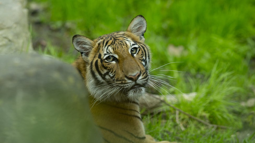 トラが新型ウイルスに感染 米ニューヨークの動物園で cニュース