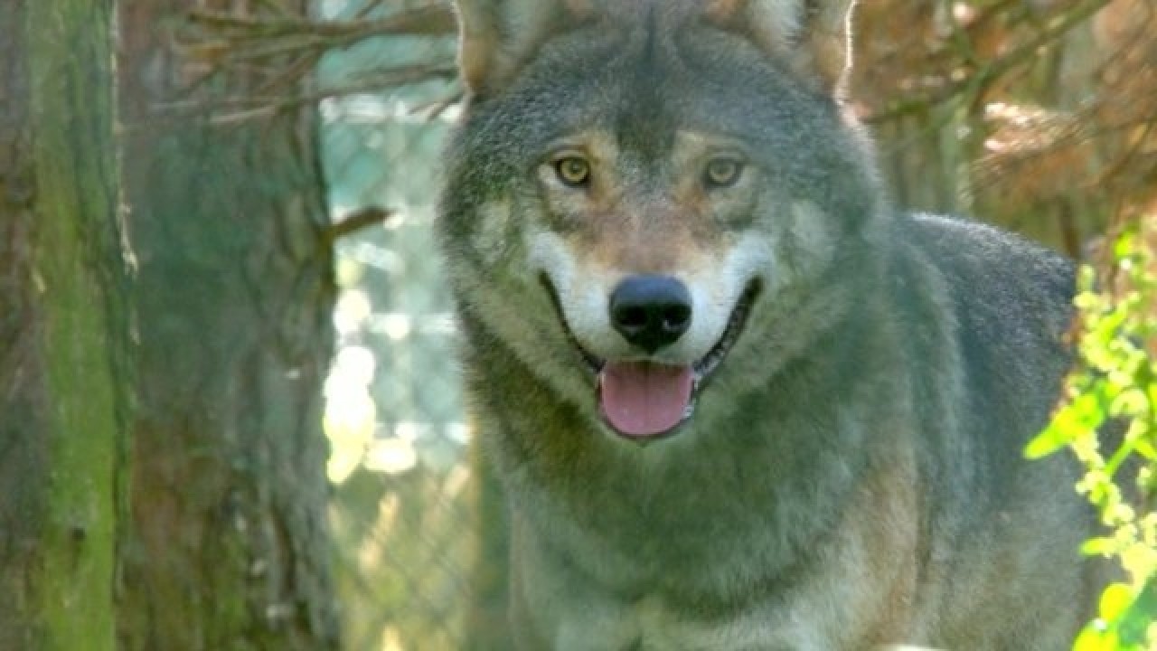 欧州のオオカミ 絶滅と繁殖の微妙なバランス Bbcニュース