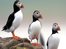Four UK bird species 'face extinction'