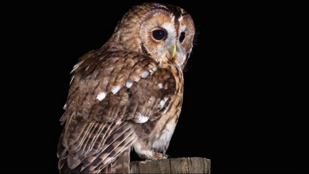 This is what a Tawny Owl sounds like CBBC Newsround