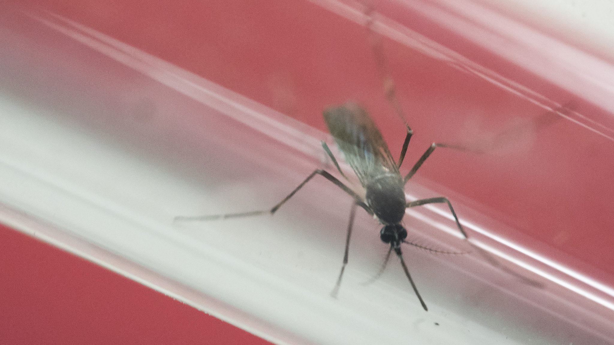 Florida Zika cases prompt UK advice for pregnant travellers