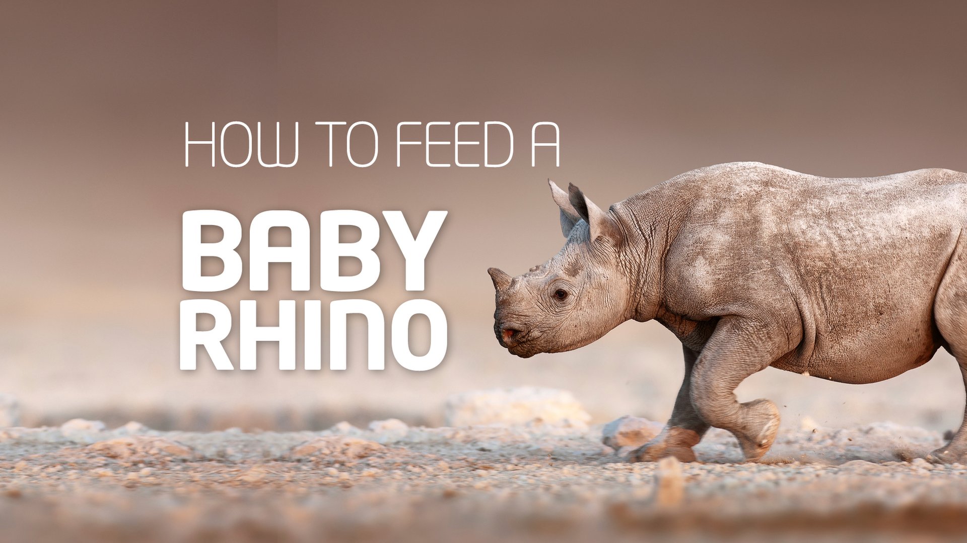 How To Feed An Orphaned Baby Rhino - Cbbc Newsround