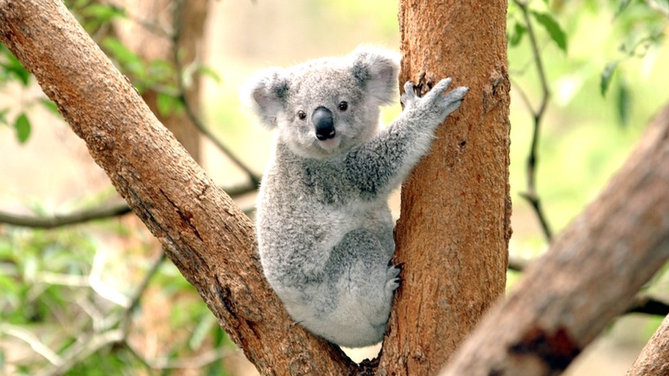 koliko pasa ima u australiji