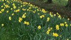 Daffodils in Cambridge