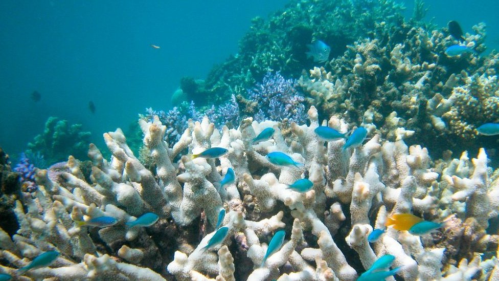 豪グレートバリアリーフ ウィルスでサンゴ「白化」の危険 - BBCニュース