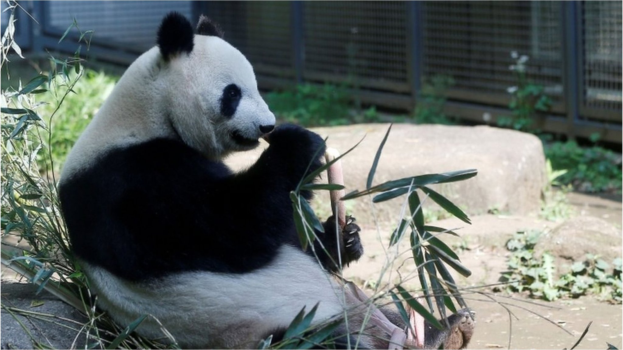 パンダの双子の赤ちゃん誕生、フランスの動物園 - BBCニュース