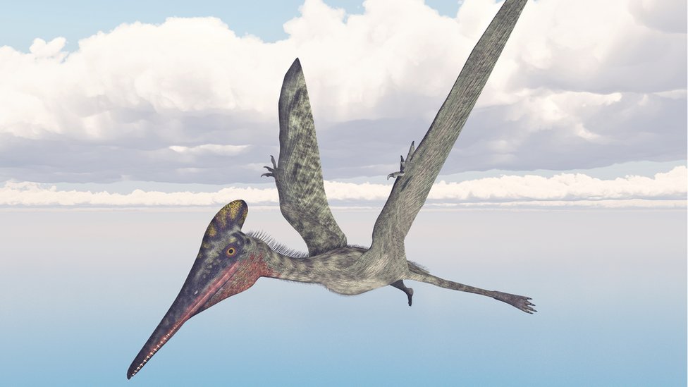 A 'caçada' a ovos de pterossauro em cidade do interior do Paraná