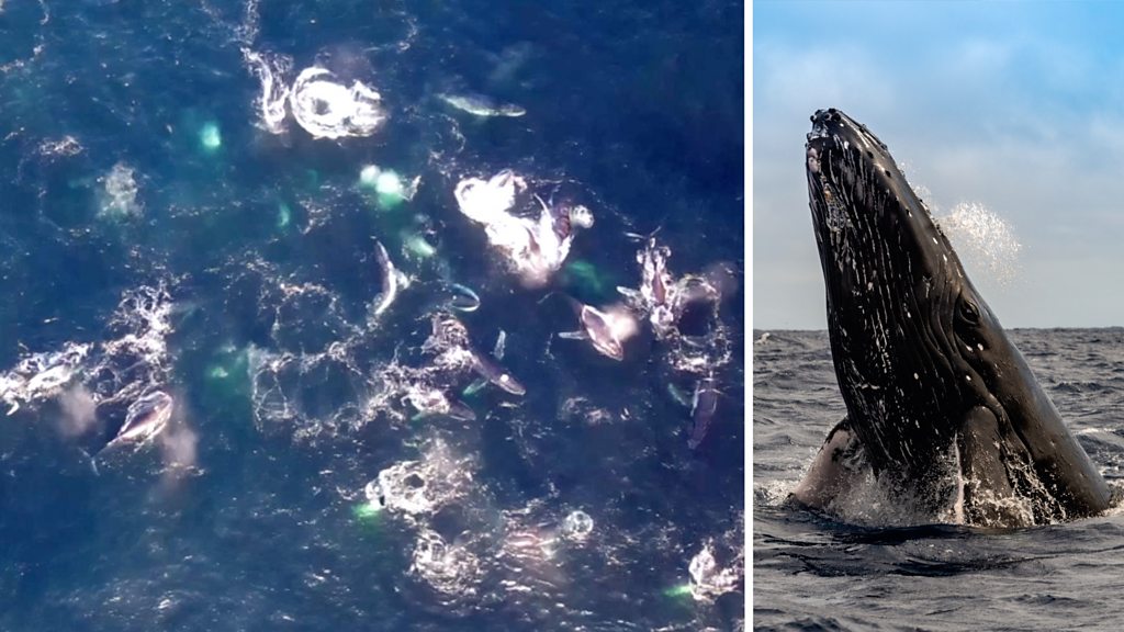 クジラ12頭に囲まれるも「楽しかった」 アルゼンチン沖でパドル