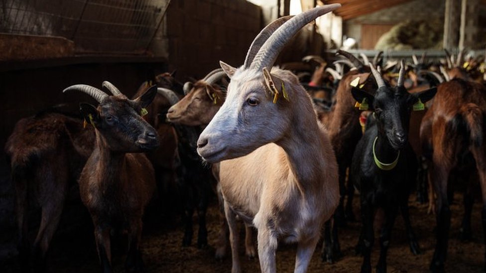 EU budget: Plans for farm subsidy cuts but more on security