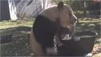 Video image