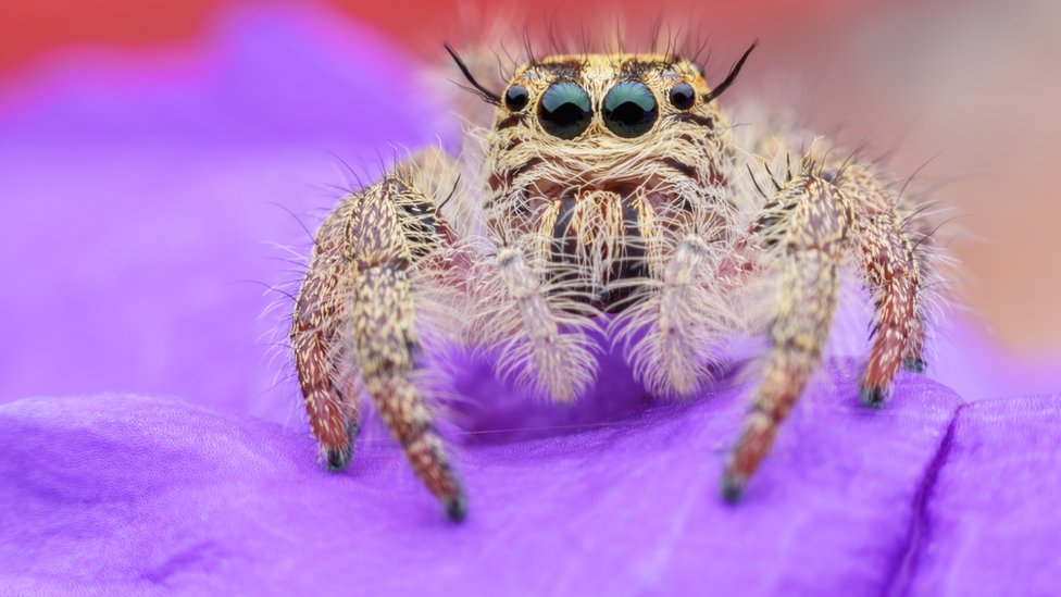 3 sorprendentes usos médicos de seda de tela de araña - BBC News Mundo