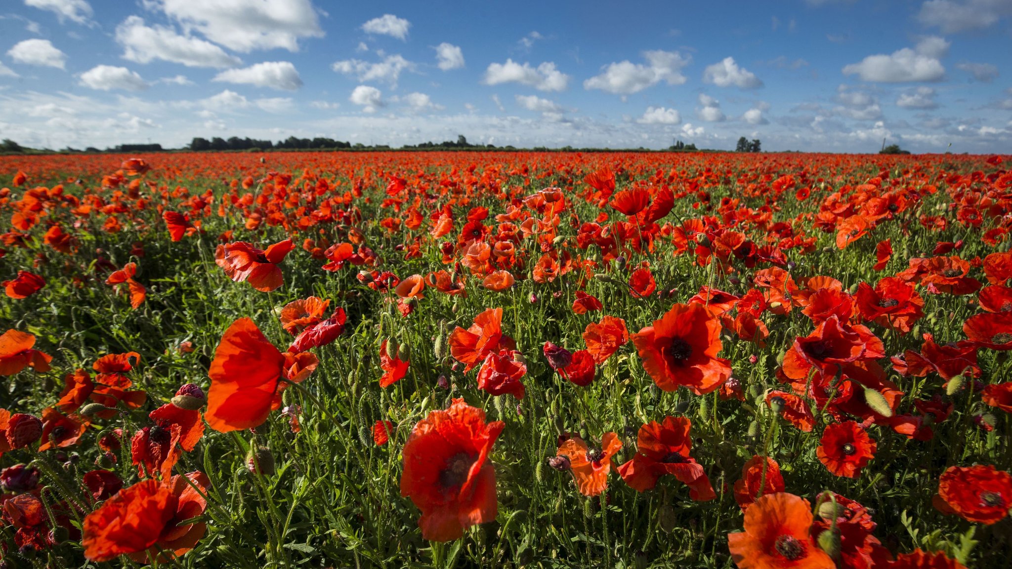 Why Is Remembrance Day On November 11 In America