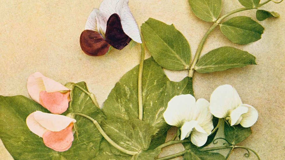 Planta de guisante