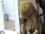 VIDEO: Police find guns in giant teddy bear