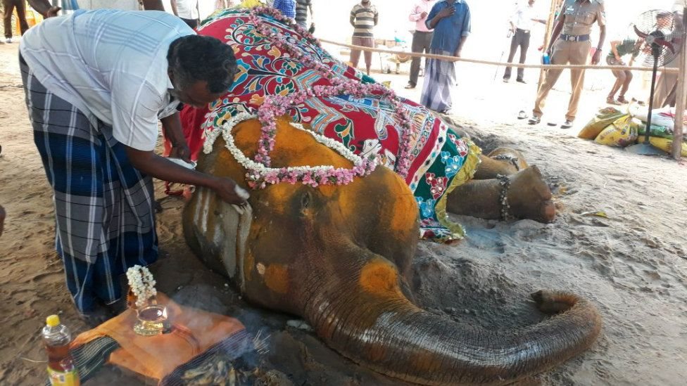 O elefante é melhor que o cavalo? conheça Chaturanga, o pai do