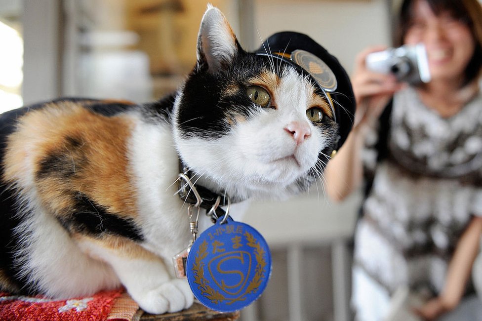 日本の「2・22」は「猫の日」に にゃんでもかんでも猫だらけ - BBCニュース