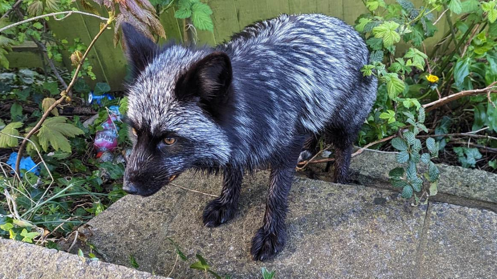 Rare black fox rescued after two-week search
