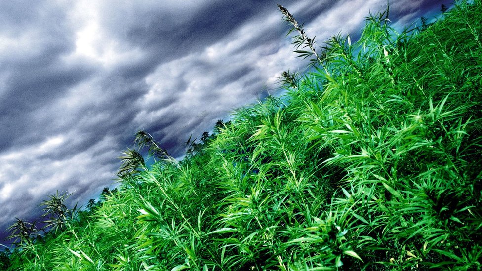 Lib Dems to back a 'regulated cannabis market' in UK