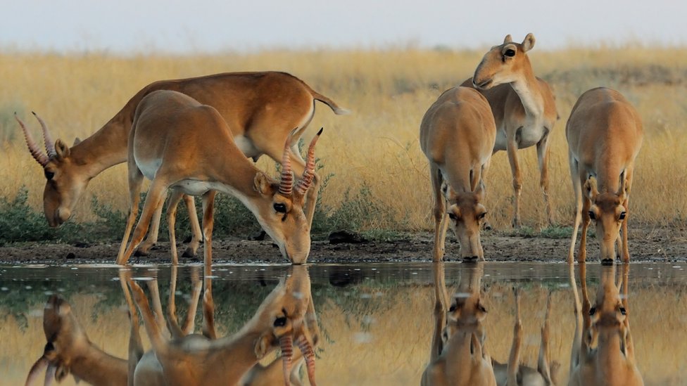 Antílope saiga