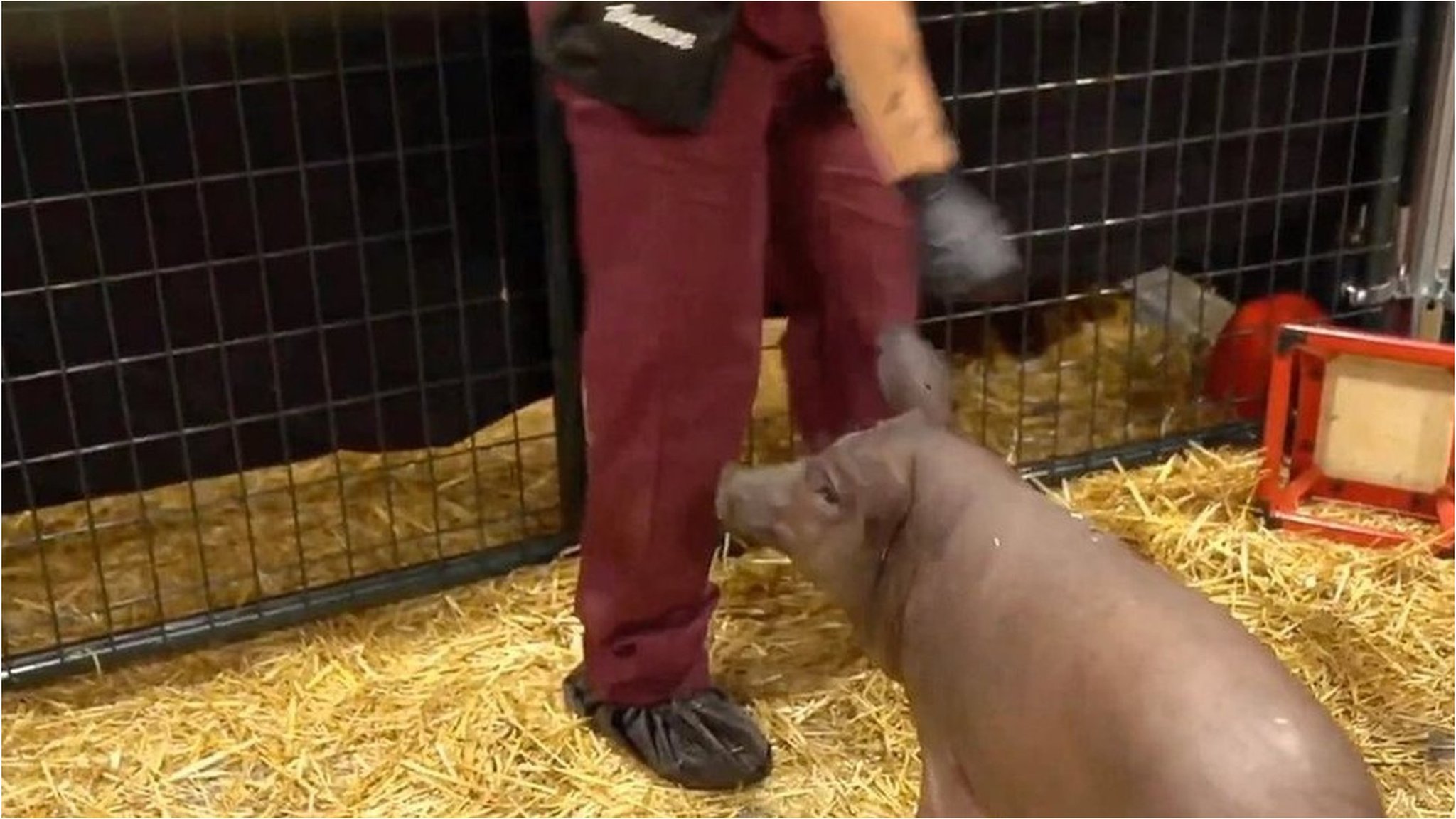 脳のチップとコンピューターが連動 マスク氏がブタでの実験を披露 - BBCニュース