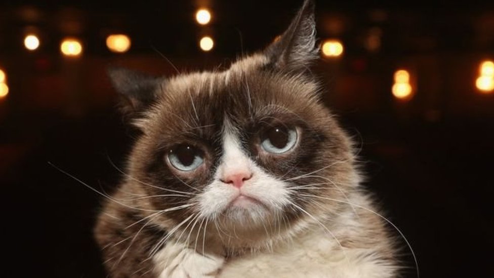 Grumpy Cat, la chatte star d'Internet, est décédée