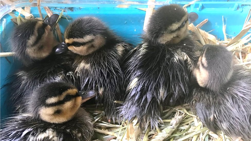 Baby ducks saved by quacking noises on phone! CBBC Newsround