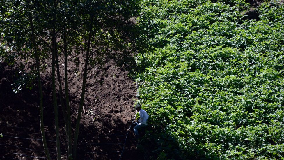Más de dos millones de personas dependen del cultivo de cardamomo en Guatemala.