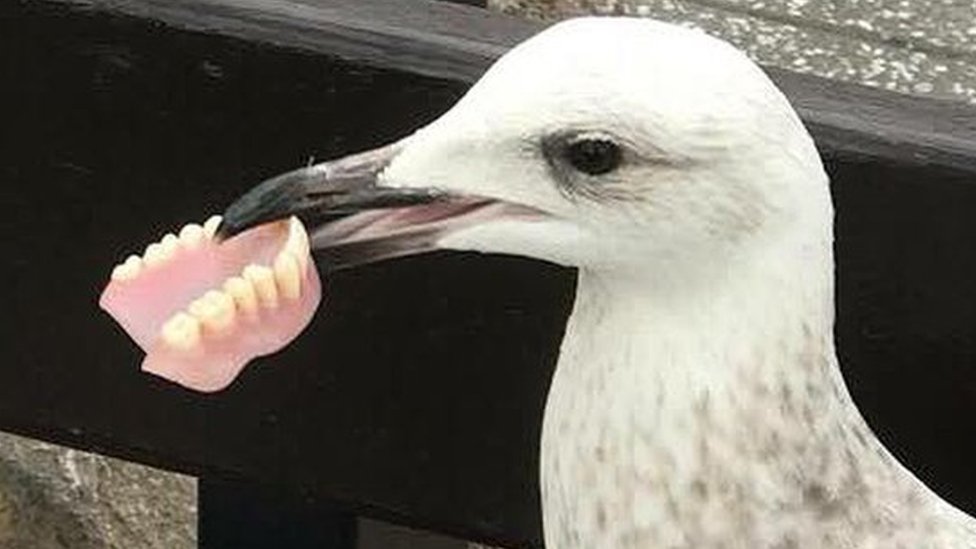 Do Seagulls Have Teeth?: Unveiling the Truth